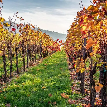 Gaestehaus Bausch بيت ضيافة