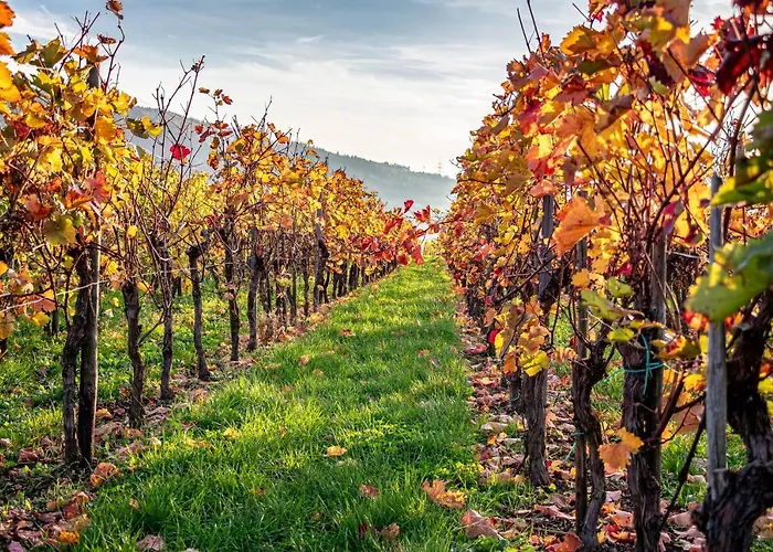 Gaestehaus Bausch بيت ضيافة